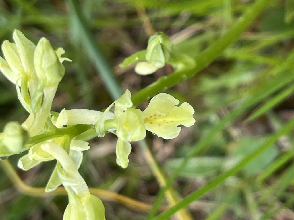 N. tridentata e O. provincialis